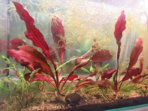 Echinodory 'Michurinets' pod světlem Chihiros A501 (v 18:00).