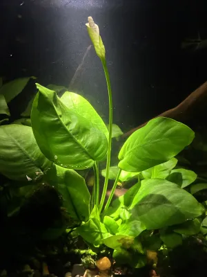 Anubias