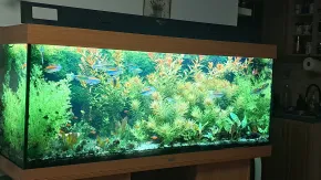 Cichlidky a tetry Rio 400