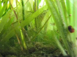 Microkosmos 3: List malého fíkusu, spadlý do akvária
