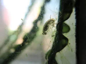 Hyalella azteca. A vidím nezmary. Že by oni stáli za předchozím vymizením krevetčích prťat?