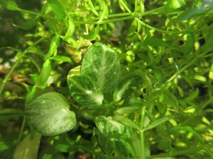 Anubias Stardust po pěti dnech. Výrazně zvětšené. Zajímavé - až teď vidím, že je na něm trocha štětičkové řasy. Tady neporoste.