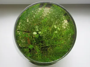 Aktuální pohled. Anubias Stardust je doopravdy mrňavý.