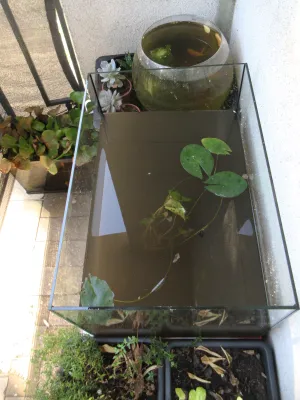 Dnes po restartu a s N. lotus var. thermalis