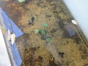 N. lotus var. thermalis - dnešní stav. Mrňavé, ale naživu :)..
