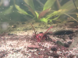 Asi to fakt bude ta hlíza N. rudgeana, kterou jsem dostal od Nora Zlámala v botanické zahradě.