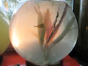 Koule s Echinodorus Miracle a posledními paprsky slunce. Zakalené po dnešním upgradu.