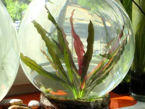 Echinodorus Miracle na slunci (bez přisvětlování Twinstarem). Kolem 14:00.