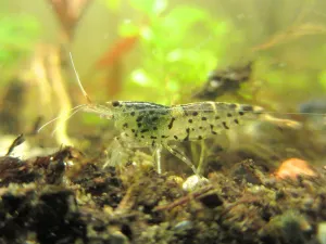 Caridina serrata 'Tüpfel'.