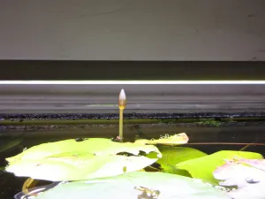 Nymphaea dimorpha. První poupě nad hladinu vyrazilo po 10 dnech.