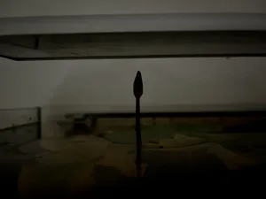 Noční kontrola druhého poupěte (poupata jsou dvě na dvou různých rostlinách).