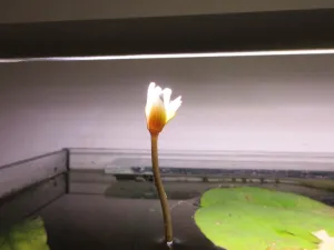 Nymphaea dimorpha se začíná otevírat. Musel jsem však kvůli ní nastavovat výš světlo :).