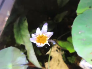 Nymphaea dimorpha, kterou mám, bude do růžova :).