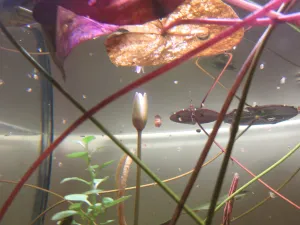Zřejmě se pod vodou neotevře, protože má světla dost, přesto je zajímavé, jak se poupě N. dimorpha dokáže pod vodou pootevřít.