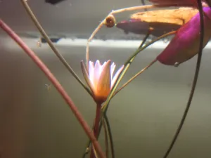 Nymphaea dimorpha kvetoucí pod vodou. Právě teď.