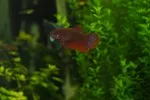 Červená samička