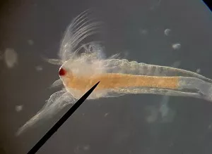 Artemia pod mikroskopom v prirodzenom svetle