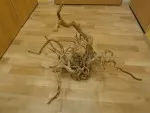 Kořen