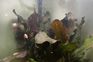 Listy echinodorů nejsou v nejlepším stavu, asi budou časem degradovat, ale věřím, že echinodory přežijí.