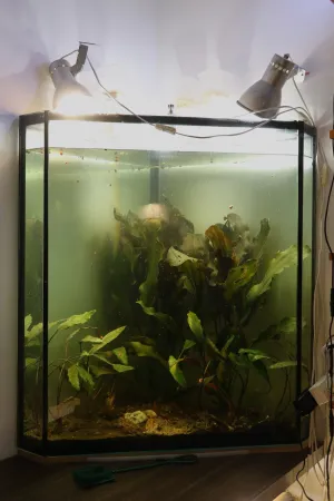 Po dnešním osázení devíti Cryptocoryne cordata var. siamensis 'Rosanervig'.