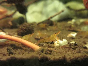 Konečně jsem byl schopen vyfotit Caridina serrata 'Tangerine Tiger'.