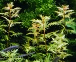 Proserpinaca palustris - Trojluška bahenní