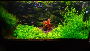 200L neonkárium