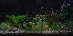 akvárium po umístění kořene