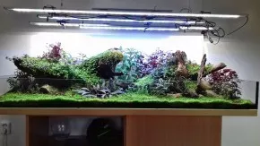 Aquarium plants emersed