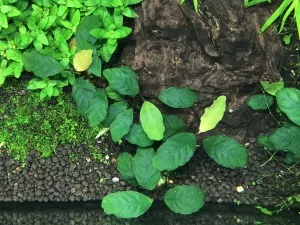 Anubias barteri 'Coffeefolia - deficit