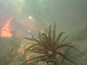 Caridina sp. 'White Zebra' ze Sulawesi.