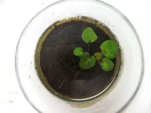 Nejmenší leknín světa Nymphaea thermarum z Rwandy. Tato rostlinka má zatím asi 4 cm. Dočasně v baňce.