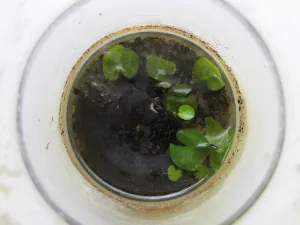 Průkopnický lístek, který před 10 dny vykoukl nad hladinu, oschl po krajích a rozpadl se. Tento druhý už vypadá mnohem líp!