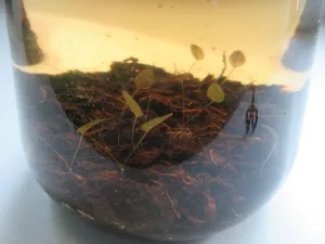 Semenáčky Nymphaea dimorpha. Jsou na tmavším místě, než je toto, tahají se za světlem. Ale to by nemusel být problém.