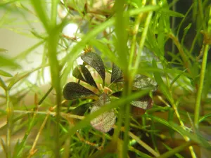Bucephalandra 'Brownie Purple' v najasu a na slunci. Nemá barvu jako pod chihirosem, ale vypadá, že žije.