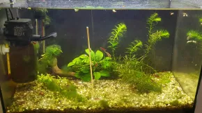 HF