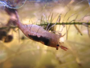 Caridina pareparensis parvidentata v akváriu s vodou obarvenou olšovými šištičkami.