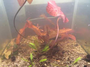Nymphaea sp. 'Bokuele' týden od zasazení. Je to trochu zakalené, ale leknín vypadá životaschopně a překonává očekávání.