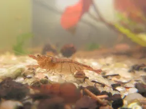 Caridina pareparensis parvidentata.