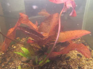 Nymphaea 'Bokuele' 12 dní po zasazení vypadá super! Dokonce už vyhnala do substrátu další, novou rostlinku. Vidím lístky!