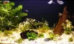 (10.1.2007) akvárium po měsíci existence