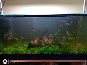 Akvárium metodou Walstad