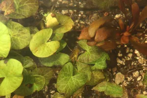 Nymphaea 'Peru Puerto Maldonado' vyhání nové, mrňavé listy.