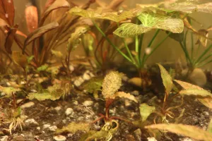 Cryptocoryne nurii 'Rosen Maiden' a jejich nové listy.