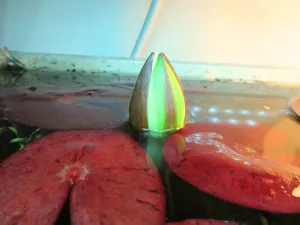 Nymphaea 'Peru Puerto Maldonado'.