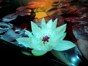 Nymphaea 'Peru Puerto Maldonado'.