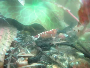 Bordel na dně, ale Caridina babaulti sp. 'Malaya' je krásná. Možná nosí vajíčka (i další samička nosí vajíčka).