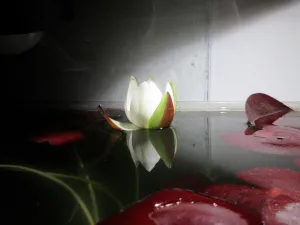 Teď (01:25). Úplně se otevře až zítra.