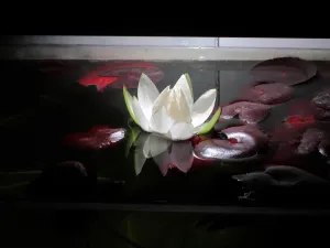 Buď jsem to prošvihnul nebo se naplno otevře až dnes večer.