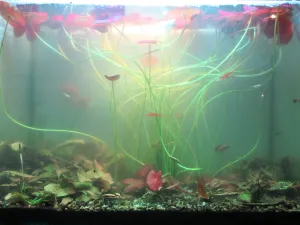 Vlevo kvete C. nurii 'Rosen Maiden'. Zákal už je slabší, takže vidím dovnitř.
